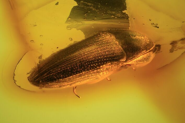 Detailed Fossil Beetle (Coleoptera) In Baltic Amber #105513